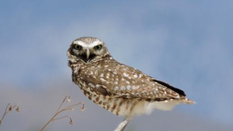 stern looking little bird