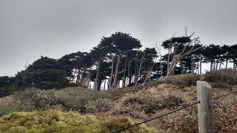 trees in a park in san francisco